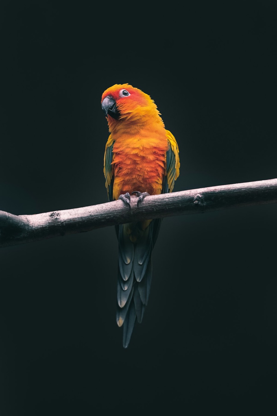 Cockatiel Foundation cage setup guide: bird habitat and accessories for a pleasant home cage