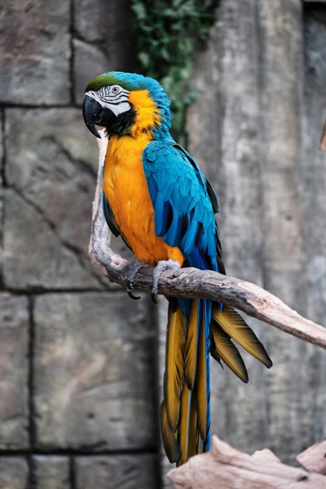 Cockatiel Foundation enrichment guide: curious companion bird ready for toys and play
